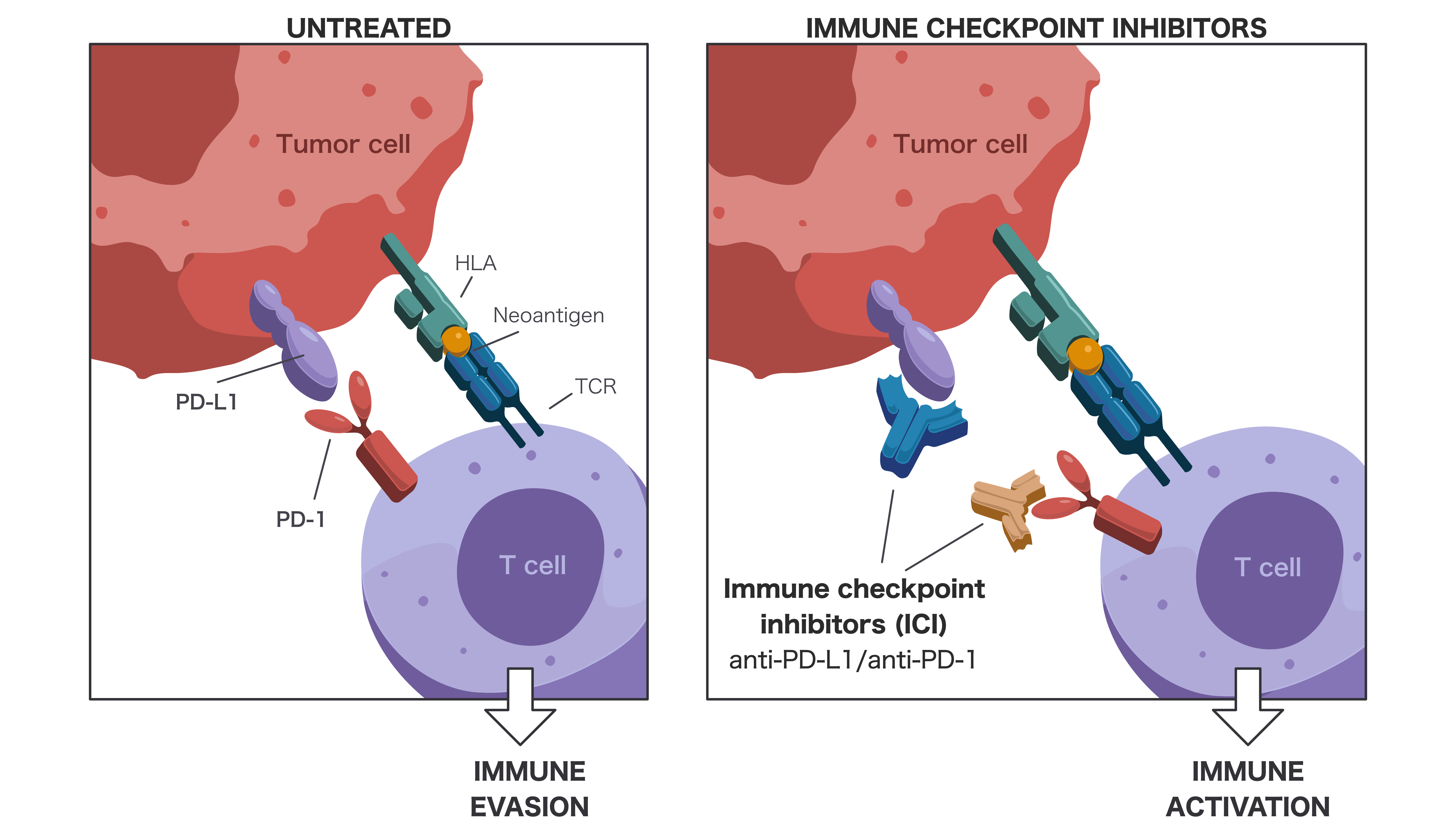 Immune Checkpoint inhibitors