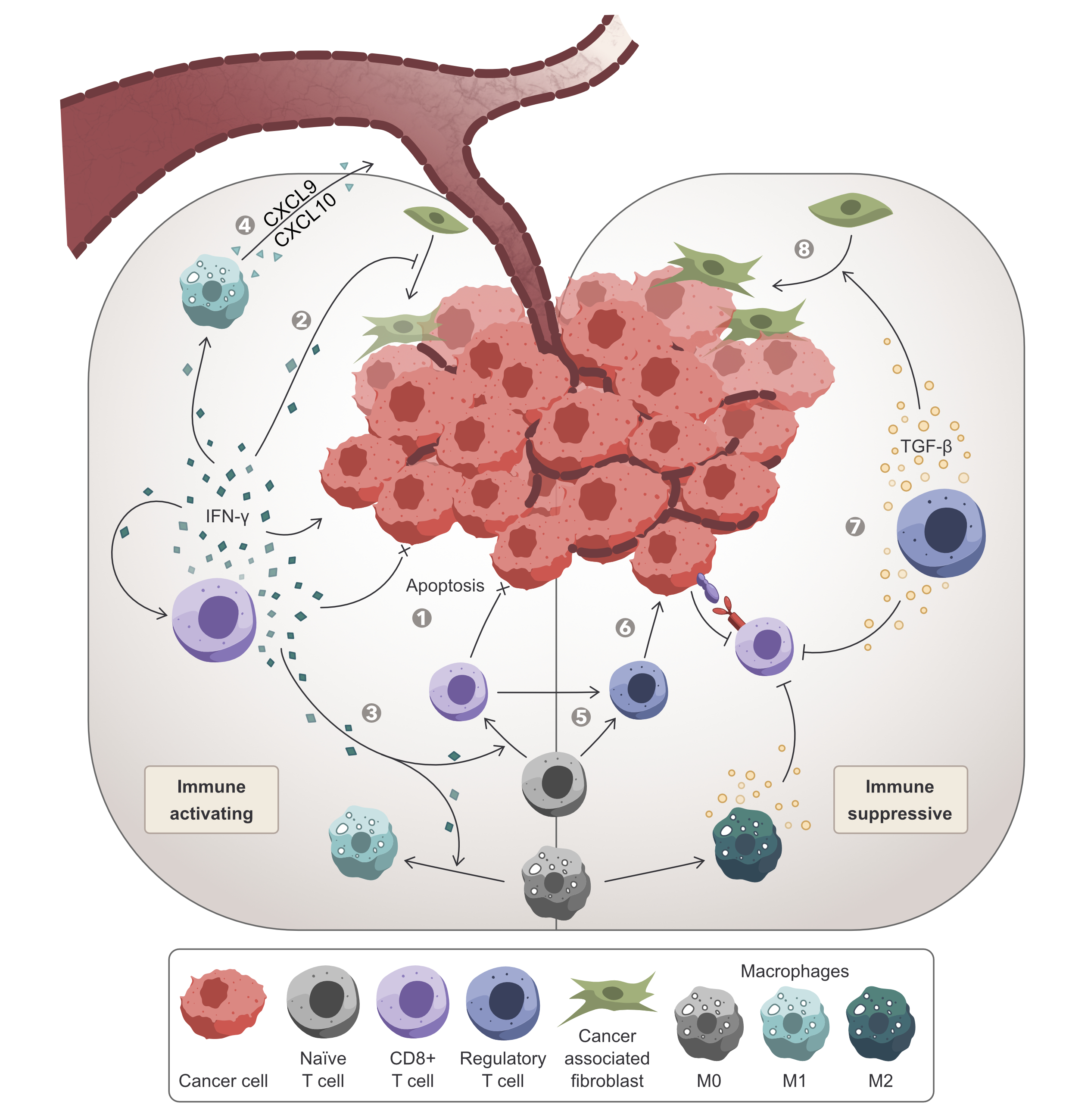 Tumor microenvironment